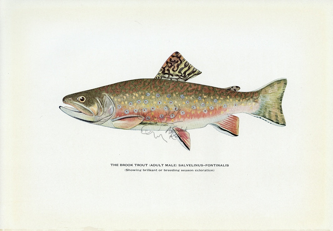 1914 Adult Male Brook Trout (Breeding Season Coloration) - H.H. Leonard Antique Fish Print