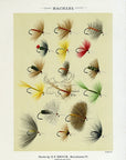 1892 Hackles Plate A - Antique Mary Orvis Marbury Fly Fishing Print