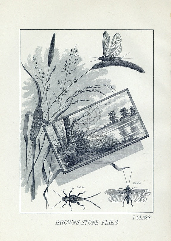 1892 Browns, Stone Flies I Class - Antique Mary Orvis Marbury Fly Fishing Print