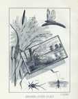 1892 Browns, Stone Flies I Class - Antique Mary Orvis Marbury Fly Fishing Print