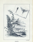 1892 Orvis Drakes II Class - Antique Mary Orvis Marbury Fly Fishing Print