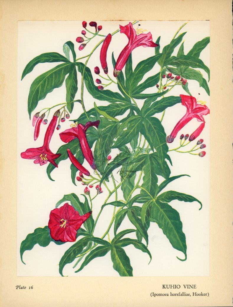 1938 Kuhio Vine Hawaiian Flower Print - Vintage Olive Gale McLean Tipped-In Botanical Print