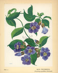 1938 Blue Thunbergia Hawaiian Flower Print - Vintage Olive Gale McLean Tipped-In Botanical Print