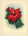 1943 Red Hibiscus Hawaiian Flower Print - Vintage Ted Mundorff Tipped-In Botanical Print