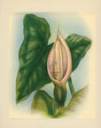 1943 Ape Hawaiian Flower Print - Vintage Ted Mundorff Tipped-In Botanical Print