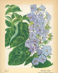 1938 Potato Vine Hawaiian Flower Print - Vintage Olive Gale McLean Tipped-In Botanical Print