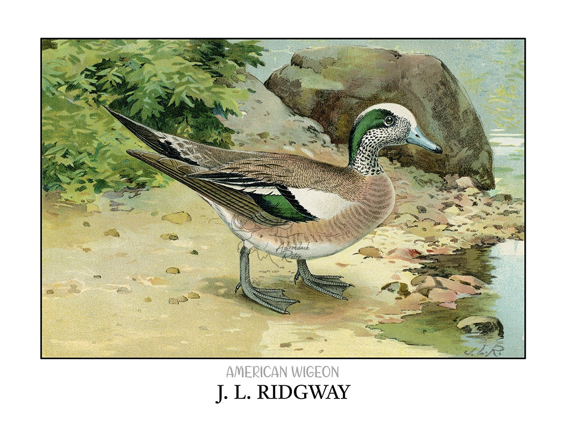 a painting of a bird standing on the ground