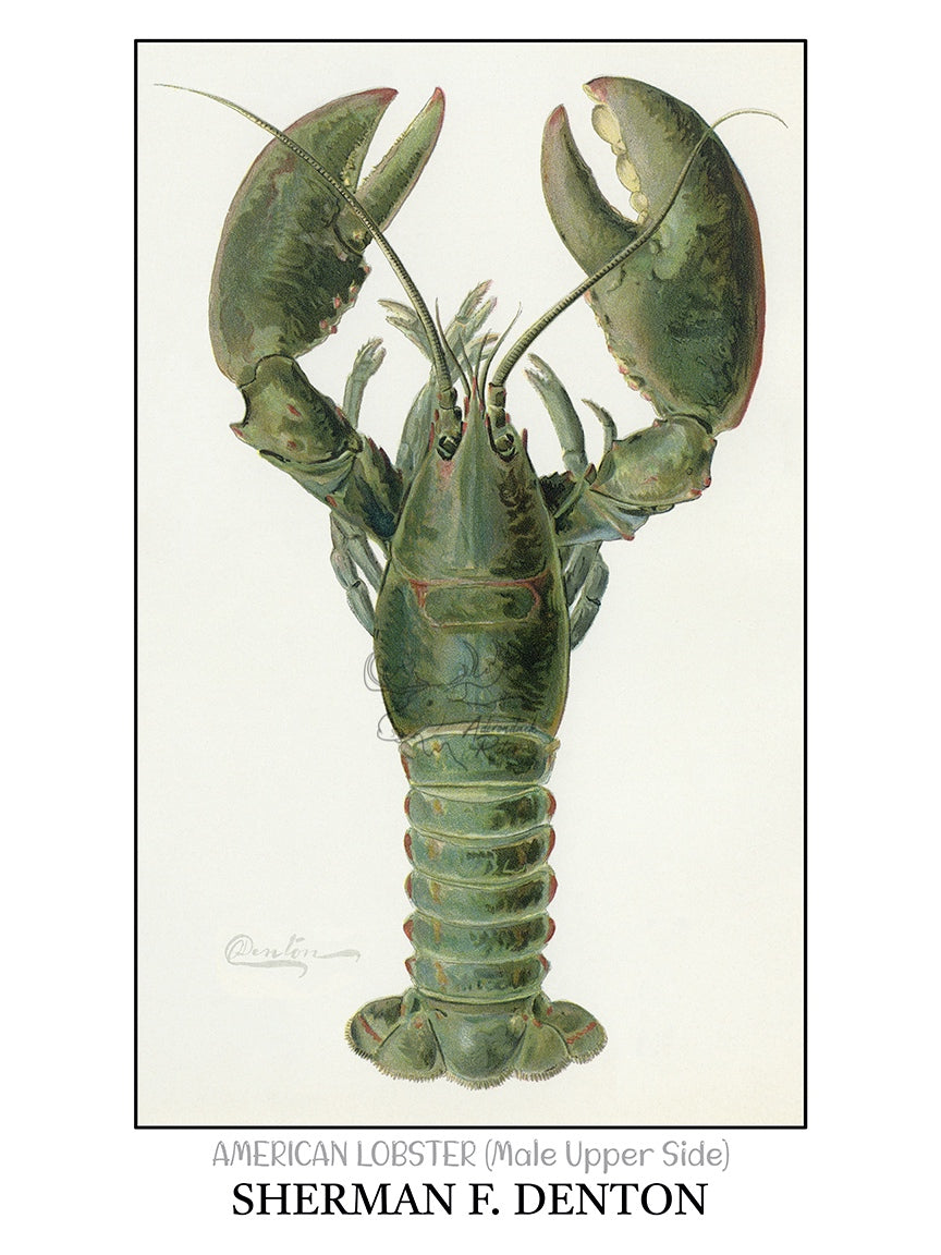 a picture of a lobster on a white background