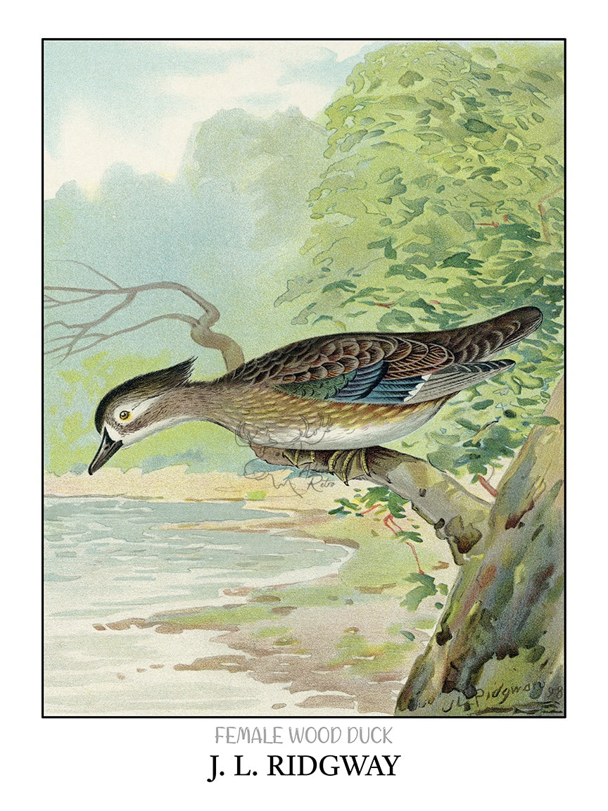 a bird perched on a tree branch next to a body of water