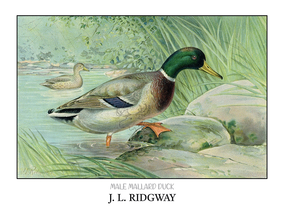 a drawing of a mallard duck sitting on a rock