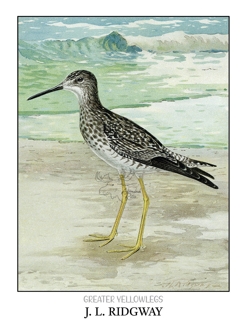 a picture of a bird standing on the beach