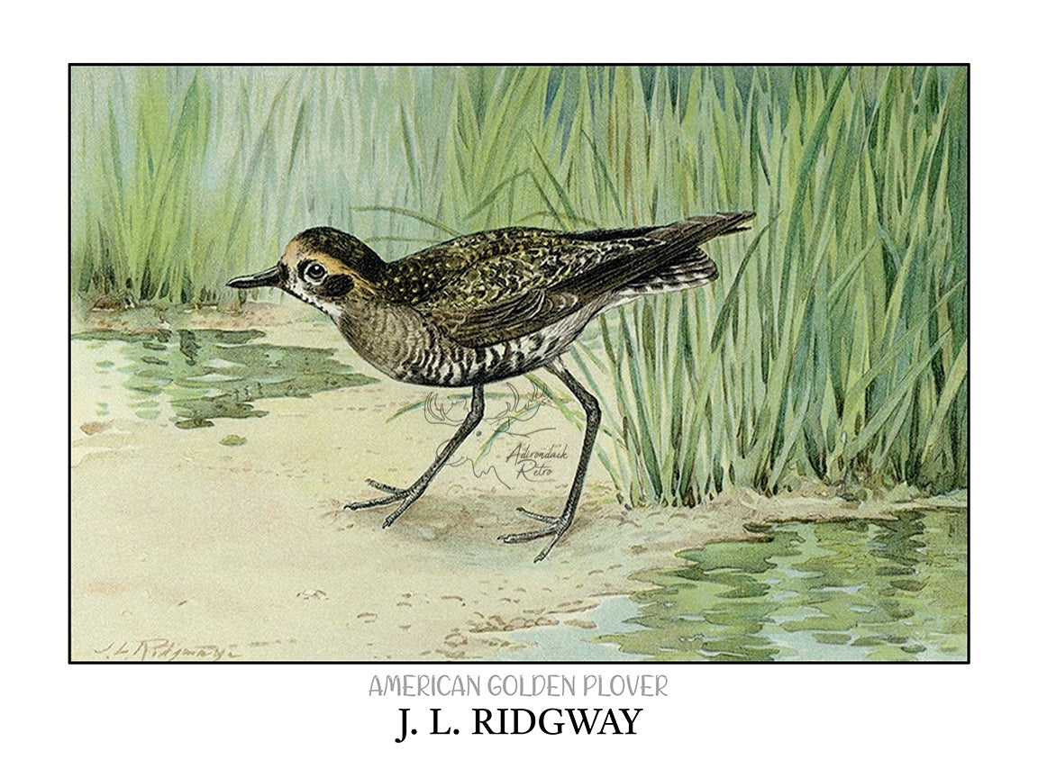 a painting of a bird walking in the sand
