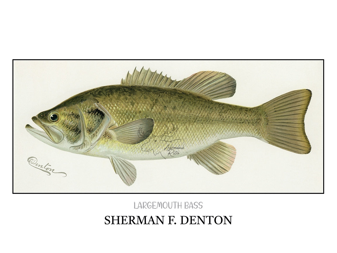 a drawing of a large mouth bass on a white background