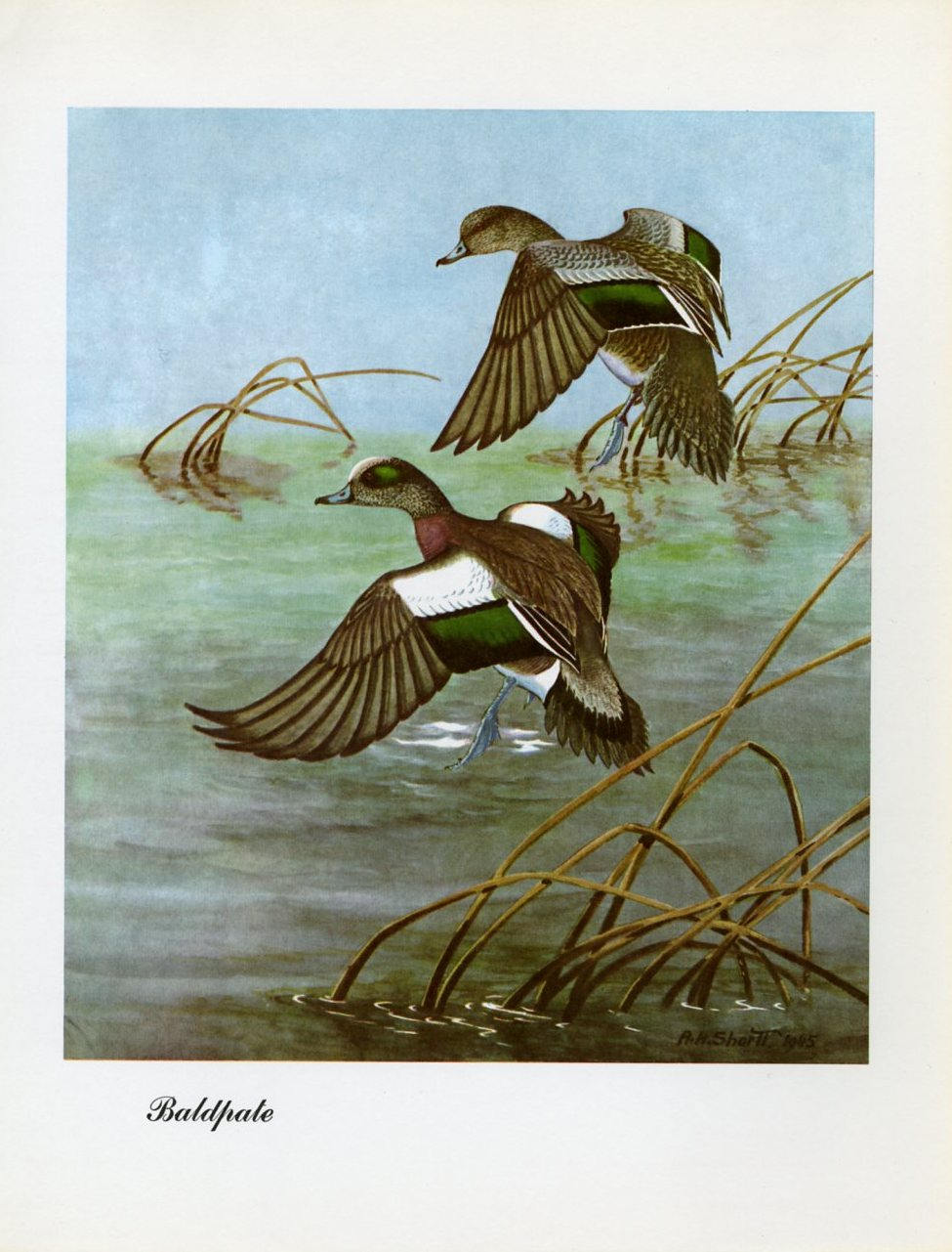 1948 Baldpate - Vintage Angus H. Shortt Waterfowl Print