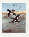 1948 Lesser Scaup - Vintage Angus H. Shortt Waterfowl Print