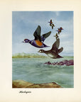 1948 Harlequin Original Waterfowl Print - Vintage Angus H. Shortt Illustration - Ornithology Print - Know Your Ducks and Geese