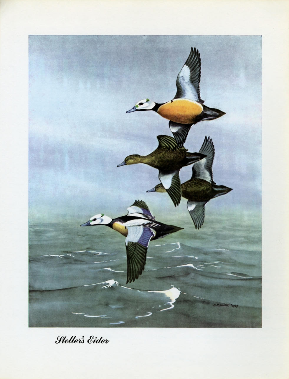 1948 Steller&#39;s Eider - Vintage Angus H. Shortt Waterfowl Print