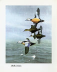 1948 Steller's Eider - Vintage Angus H. Shortt Waterfowl Print