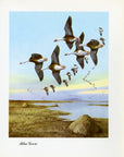 1948 Blue Goose - Vintage Angus H. Shortt Waterfowl Print