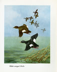 1948 White-Winged Scoter - Vintage Angus H. Shortt Waterfowl Print