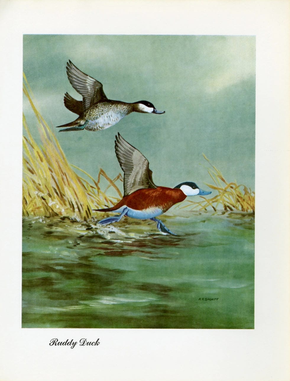 1948 Ruddy Duck - Vintage Angus H. Shortt Waterfowl Print