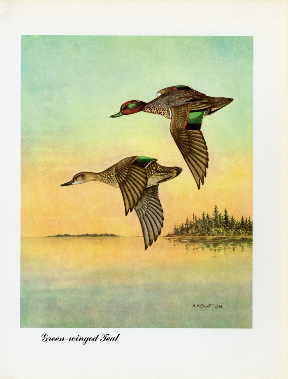 1948 Green-Winged Teal - Vintage Angus H. Shortt Waterfowl Print