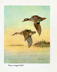 1948 Green-Winged Teal - Vintage Angus H. Shortt Waterfowl Print