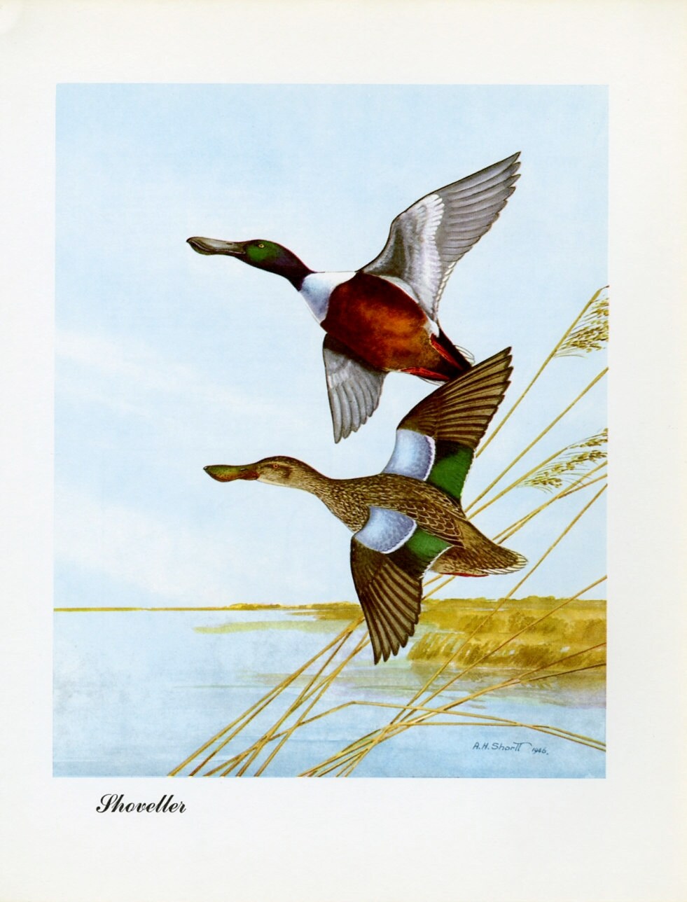 1948 Shoveller - Vintage Angus H. Shortt Waterfowl Print