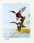 1948 Shoveller - Vintage Angus H. Shortt Waterfowl Print