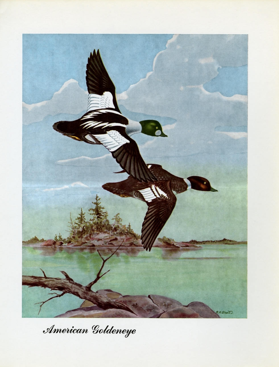 1948 American Goldeneye - Vintage Angus H. Shortt Waterfowl Print