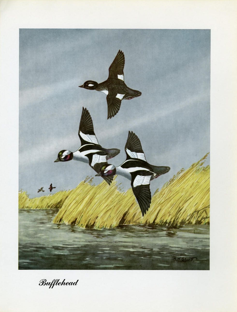 1948 Bufflehead - Vintage Angus H. Shortt Waterfowl Print