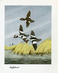1948 Bufflehead - Vintage Angus H. Shortt Waterfowl Print