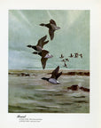 1948 Brant Original Waterfowl Print - Vintage Angus H. Shortt Illustration - Ornithology Print - Know Your Ducks and Geese