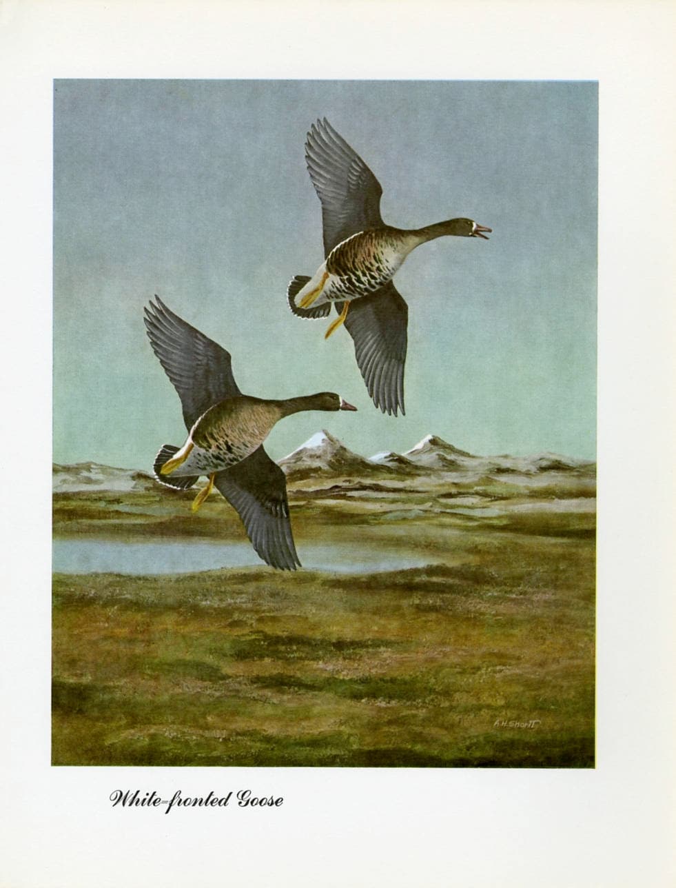 1948 White-Fronted Goose - Vintage Angus H. Shortt Waterfowl Print