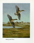 1948 White-Fronted Goose - Vintage Angus H. Shortt Waterfowl Print