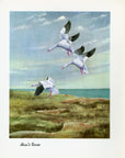 1948 Ross's Goose - Vintage Angus H. Shortt Waterfowl Print