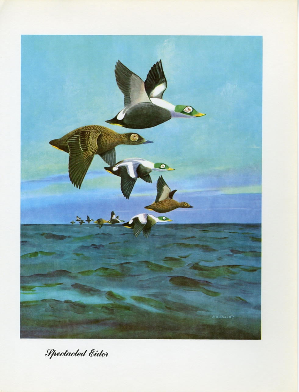 1948 Spectacled Eider - Vintage Angus H. Shortt Waterfowl Print