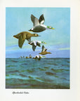 1948 Spectacled Eider - Vintage Angus H. Shortt Waterfowl Print